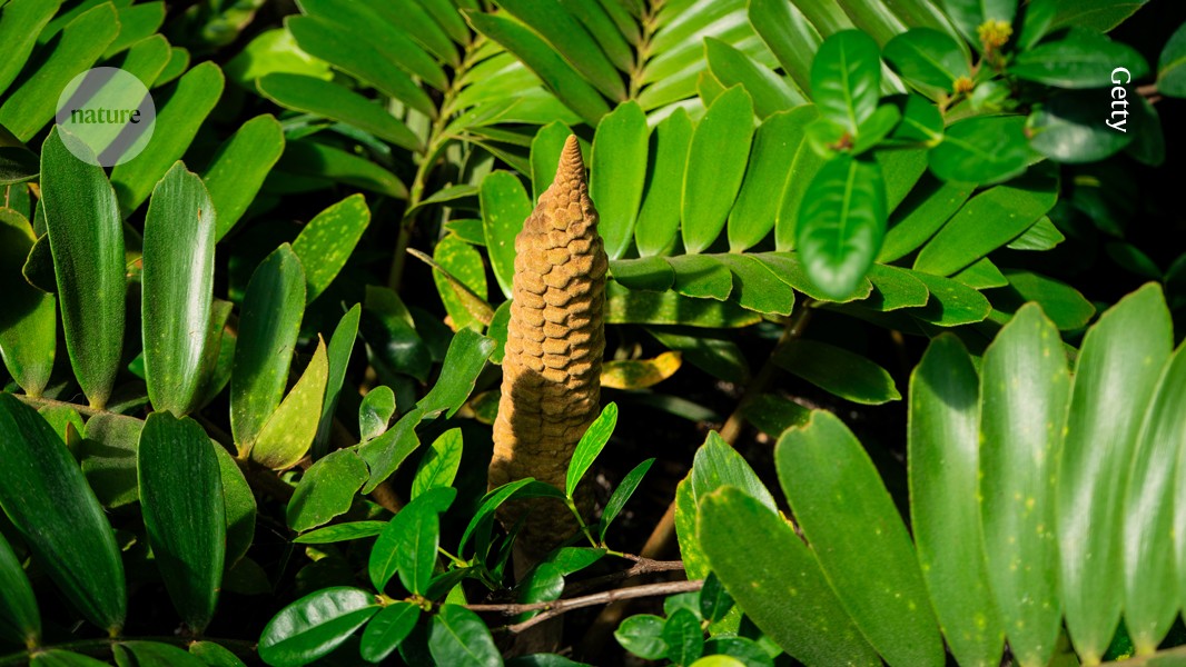 ციკადები გამრავლებისთვის ინფრაწითელ სითბურ სიგნალებს იყენებენ